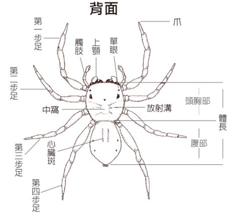 蜘蛛 腳 數目|蜘蛛